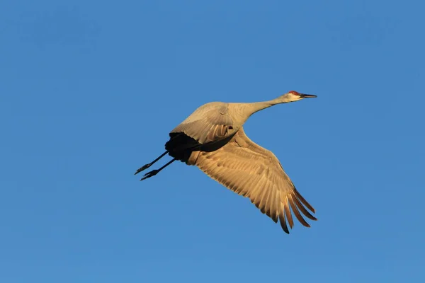 Γερανός Grus Canadensis Στο Εθνικό Καταφύγιο Άγριας Ζωής Bosque Del — Φωτογραφία Αρχείου