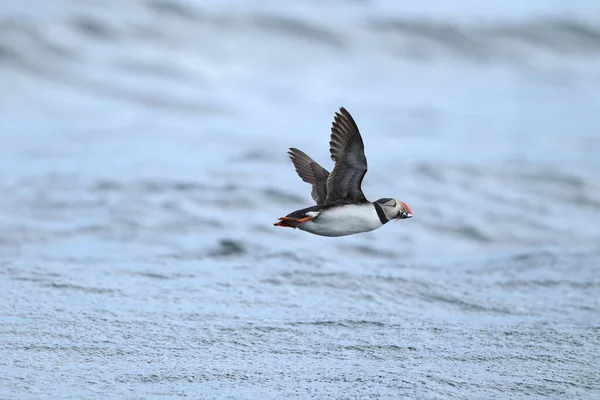 Atlantic Puffin Fratercula Arctica Norway — стоковое фото