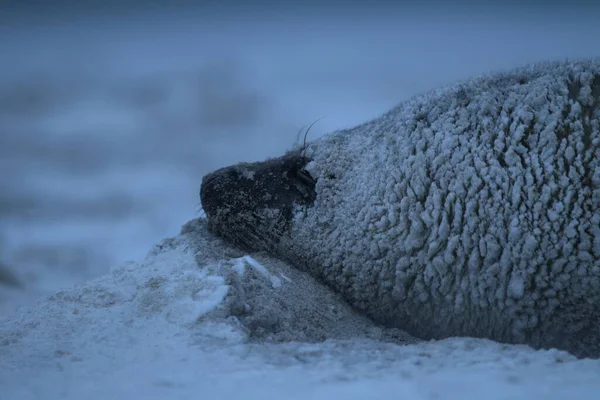 เทา Halichoerus ในฤด หนาว พาย เฮลโกลแลนด — ภาพถ่ายสต็อก
