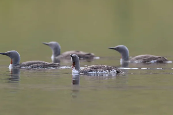 Red Throated Loon North America Red Throated Diver Britain Ireland — Stock Photo, Image