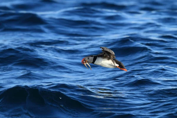 Atlantic Puffin Fratercula Arctica Norway — стоковое фото