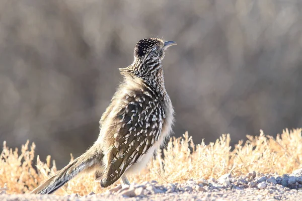 Roadrunner Bosque Del Apache Refúgio Vida Selvagem Novo México — Fotografia de Stock