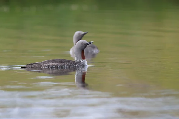 Red Throated Loon North America Red Throated Diver Britain Ireland — Stock Photo, Image