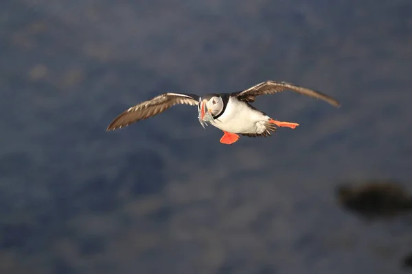 Loty Babeczkami Fratercula Arctica Środowisku Naturalnym Islandii — Zdjęcie stockowe