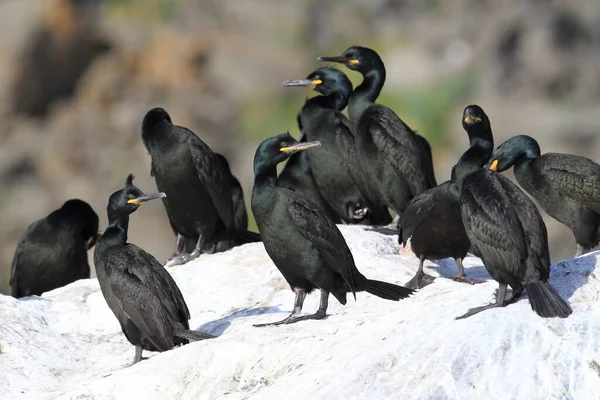 Cerf Européen Cerf Commun Phalacrocorax Aristotelis Île Runde Norway — Photo