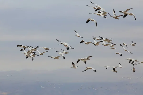 Gansos Neve Bosque Del Apache Inverno Novo México Eua — Fotografia de Stock