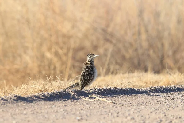 Roadrunner Bosque Del Apache Toevluchtsoord Voor Wilde Dieren New Mexico — Stockfoto