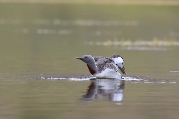 Red Throated Loon North America Red Throated Diver Britain Ireland — Stock Photo, Image