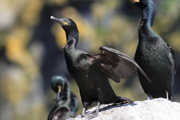 Europeu Shag Comum Shag Phalacrocorax Aristotelis Ilha Runde Norway — Fotografia de Stock