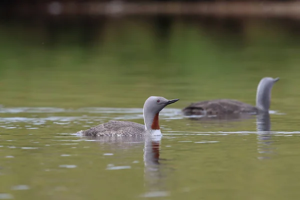 Red Throated Loon North America Red Throated Diver Britain Ireland — Stock Photo, Image