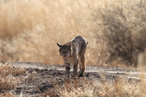 Bobcat Lynx Rufus Bosque Del Apache National Wildlife Refuge — Foto Stock