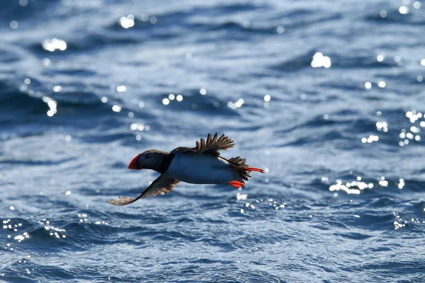 Atlantic Puffin Fratercula Arctica Noruega — Fotografia de Stock