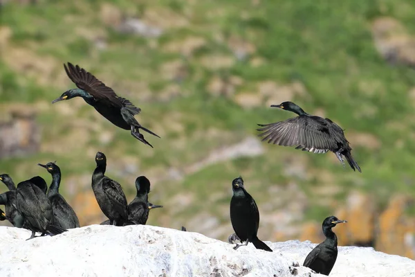 Cerf Européen Cerf Commun Phalacrocorax Aristotelis Île Runde Norway — Photo