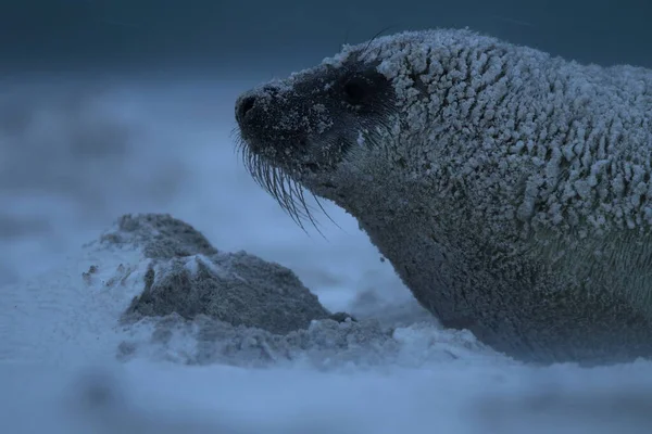 灰海豹 Halichoerus Grypus 在冬季的幼崽 暴风雪 黑尔戈兰岛 — 图库照片