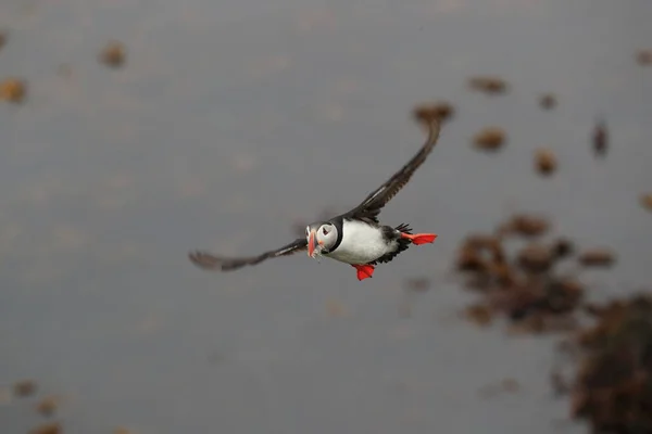 Vuelo Del Frailecillo Fratercula Arctica Hábitat Natural Islandia — Foto de Stock