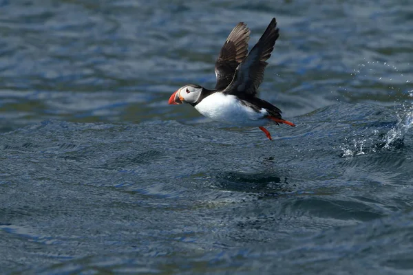 Macareux Moine Fratercula Arctica Norvège — Photo