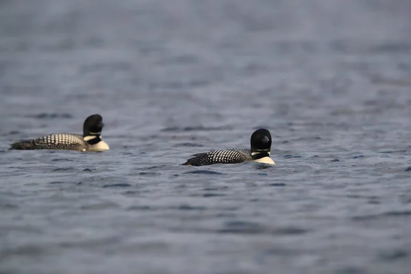 Vanlig Loon Gavia Immer Island — Stockfoto