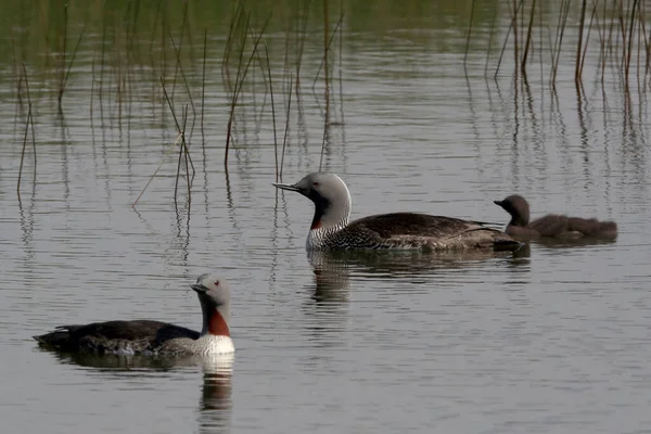 Red Throated Loon North America Red Throated Diver Britain Ireland — Stock Photo, Image