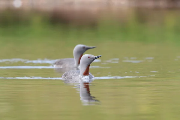 Red Throated Loon North America Red Throated Diver Britain Ireland — Stock Photo, Image