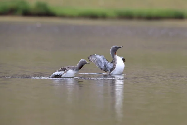 Loon Garganta Vermelha América Norte Mergulhador Garganta Vermelha Grã Bretanha — Fotografia de Stock