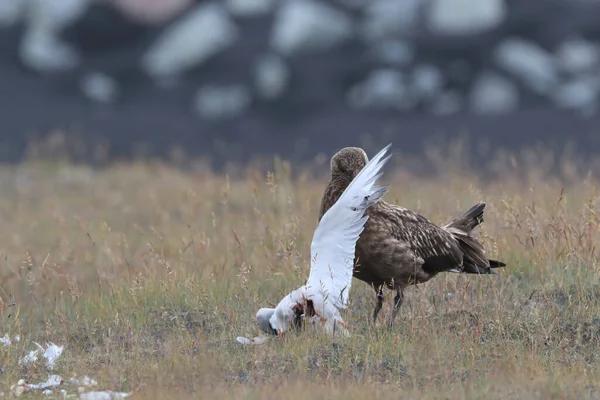 死んだ北極圏のアイスランドでの偉大なスカウア Stercorarius Skua の餌やり — ストック写真