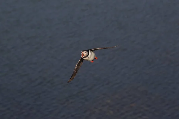 Puffin Flying Fratercula Arctica Habitat Natural Islândia — Fotografia de Stock