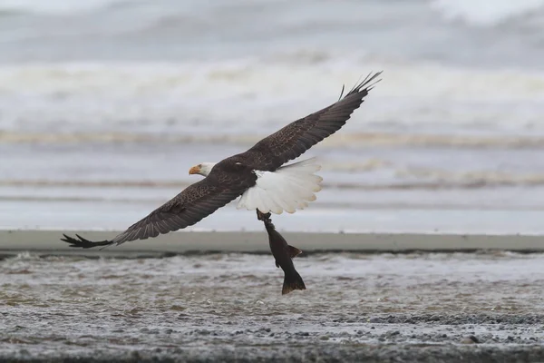 Bald Eagle Vancouver Island Canada — Stock Photo, Image