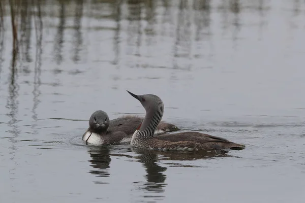 Loon Garganta Vermelha América Norte Mergulhador Garganta Vermelha Grã Bretanha — Fotografia de Stock