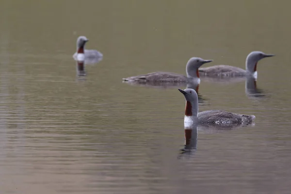 Red Throated Loon North America Red Throated Diver Britain Ireland — Stock Photo, Image