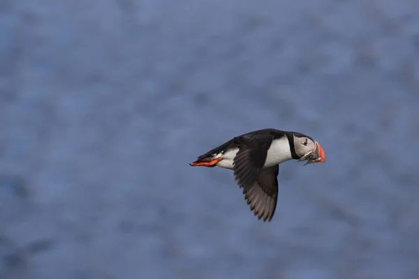 Loty Babeczkami Fratercula Arctica Środowisku Naturalnym Islandii — Zdjęcie stockowe