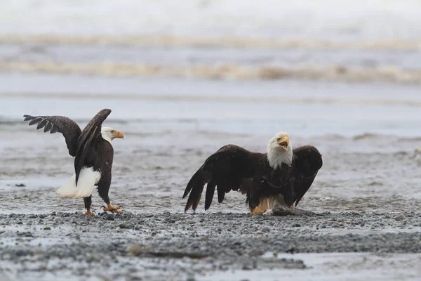 Bald Eagle Vancouver Island Canada — Stock Photo, Image