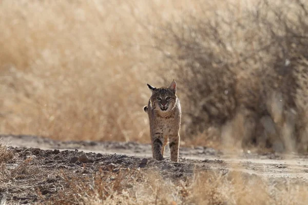 Bobcat Lynx Rufus Bosque Del Apache National Wildlife Refuge — стоковое фото