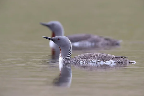 red-throated loon (North America) or red-throated diver (Britain and Ireland)