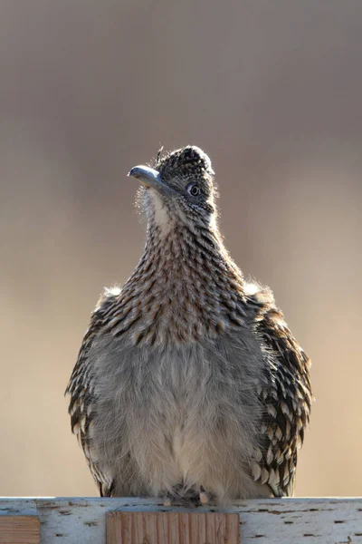 Приют Диких Животных Roadrunner Bosque Del Apache Нью Мексико — стоковое фото