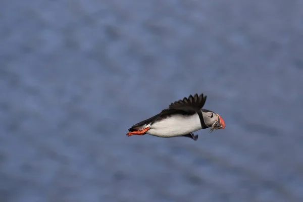 Puffin Flying Fratercula Arctica Στο Φυσικό Ενδιαίτημα Της Ισλανδίας — Φωτογραφία Αρχείου