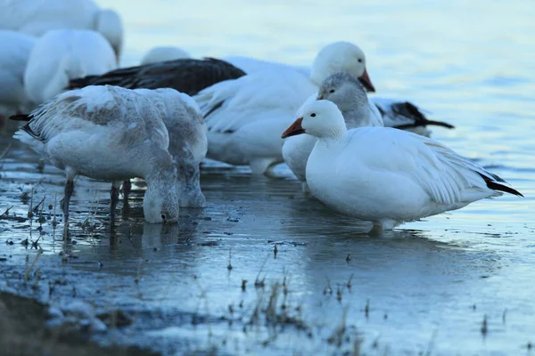 Gansos Neve Amanhecer Bosque Del Apache Novo México — Fotografia de Stock