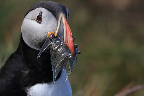 Puffin Fratercula Arctica Con Pescado Islandia — Foto de Stock