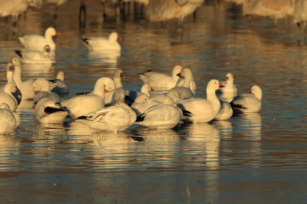 Gansos Neve Bosque Del Apache Inverno Novo México Eua — Fotografia de Stock