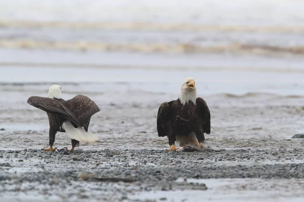 Bald Eagle Vancouver Island Canadá — Fotografia de Stock