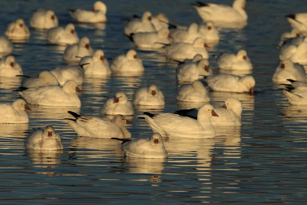 Gansos Nieve Amanecer Bosque Del Apache Nuevo México — Foto de Stock