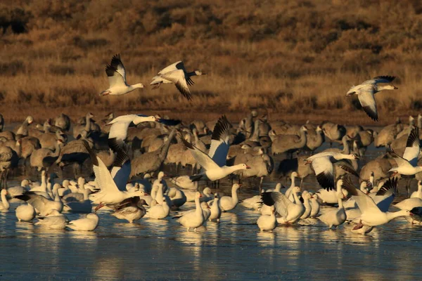 Snow Geese Bosque Del Apache Winter New Mexico Usa — Stock Photo, Image