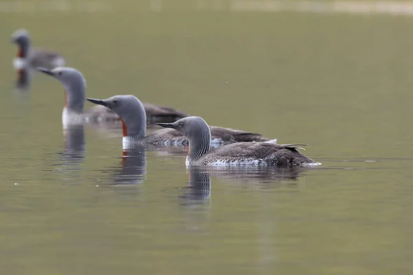 Red Throated Loon North America Red Throated Diver Britain Ireland — Stock Photo, Image