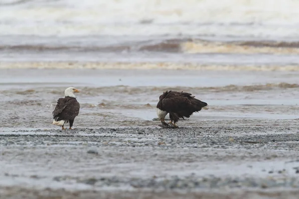 Bald Eagle Vancouver Island Canadá — Fotografia de Stock