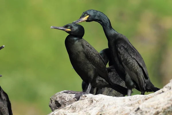 Follada Europea Follada Común Phalacrocorax Aristotelis Isla Runde Norway — Foto de Stock