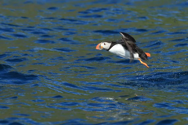 Atlantic Puffin Fratercula Arctica Noruega — Fotografia de Stock