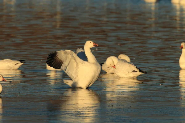 Gansos Nieve Amanecer Bosque Del Apache Nuevo México — Foto de Stock