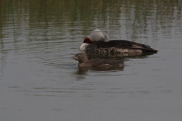 red-throated loon (North America) or red-throated diver (Britain and Ireland)