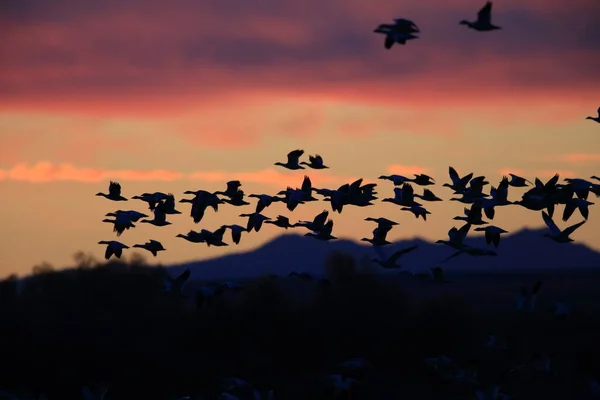 Snow Geese Bosque Del Apache Winter New Mexico Usa — 스톡 사진
