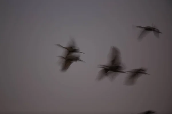 Γερανός Grus Canadensis Στο Εθνικό Καταφύγιο Άγριας Ζωής Bosque Del — Φωτογραφία Αρχείου