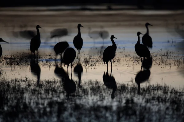 Guindaste Areia Grus Canadensis Bosque Del Apache National Wildlife Refuge — Fotografia de Stock